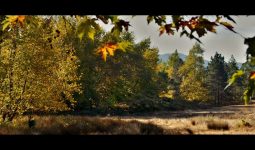 ahlat ağacı filmi