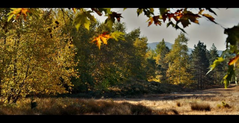 ahlat ağacı filmi