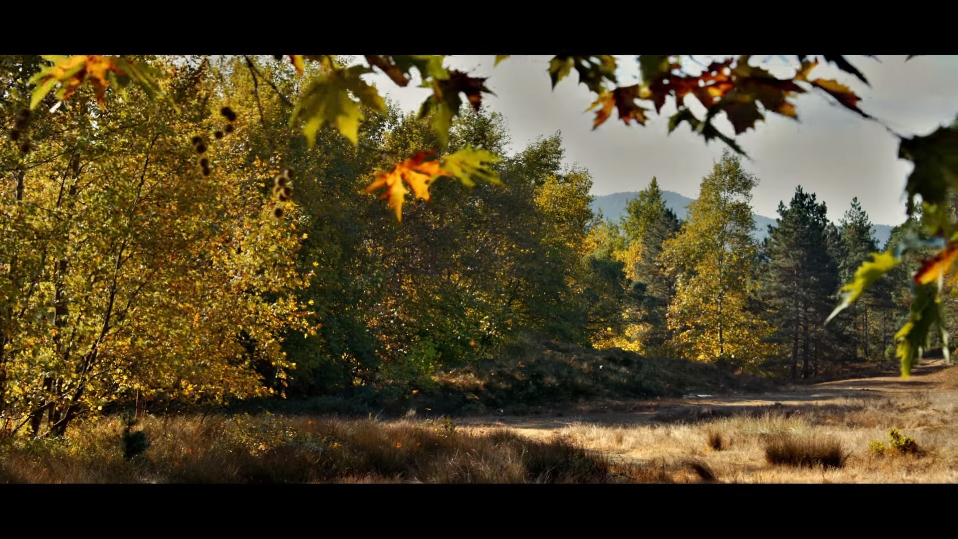 ahlat ağacı filmi
